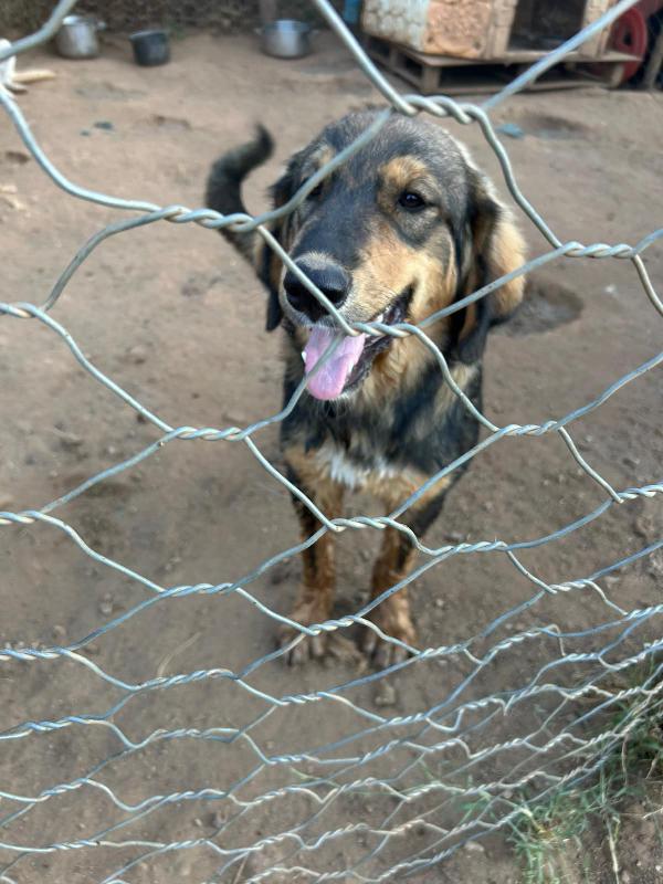 “Argo, il Cucciolo che Aspetta il Suo Lieto Fine” 🐾 Foto 11